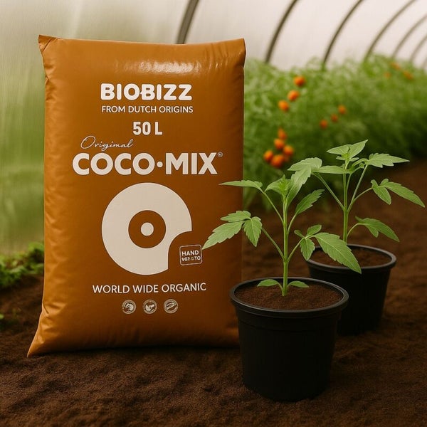 Biobizz Coco·Mix 50 Liter Sack neben zwei jungen Pflanzen in schwarzen Töpfen in einem Gewächshaus.