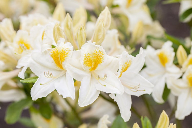 Rhododendron luteum 'Persil', gelb-weiß, 30–40 cm