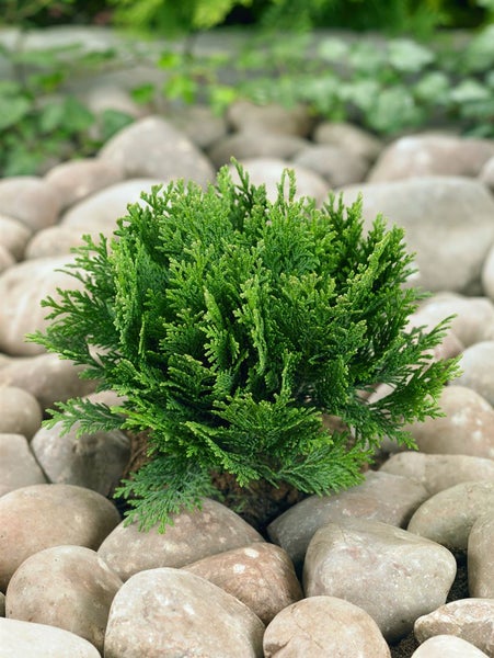 Kugelzypresse zwischen Steinen im Gartenbeet