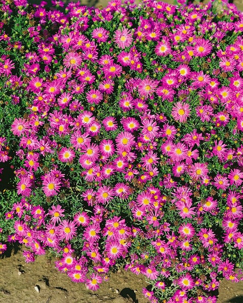 Aster dumosus 'Rosenwichtel', Kissen-Aster, rosa, ca. 9x9 cm Topf