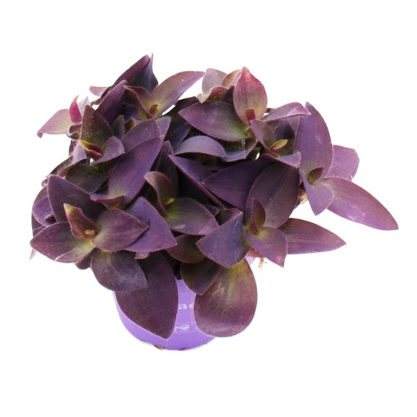 Exotenherz Dreimasterblume Tradescantia pallida pflegeleichte hängende Zimmerpflanze Rotblatt  12cm Topf  lila