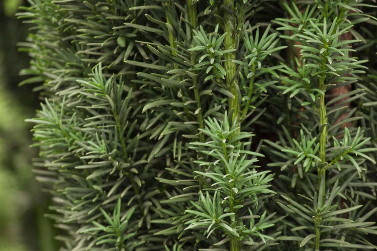 Taxus baccata 'Fastigiata Robusta', Säuleneibe, 30–40 cm