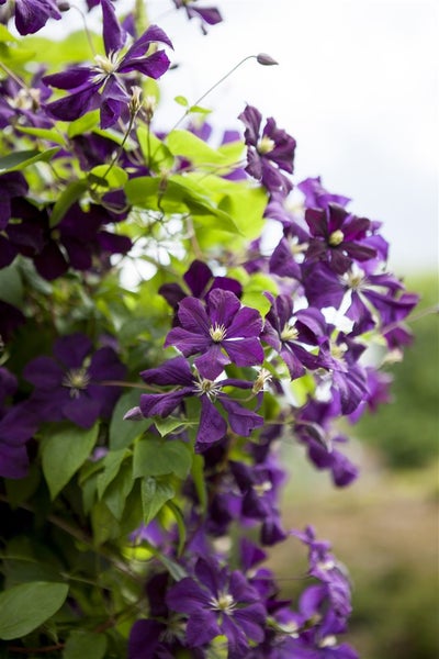Nahaufnahme von lila Clematisblüten mit grünen Blättern