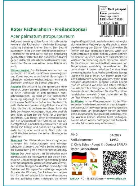 SAFLAX  - Roter Fächerahorn - Acer palmatum atropurpureum - 20 Samen - Mit keimfreiem Anzuchtsubstrat