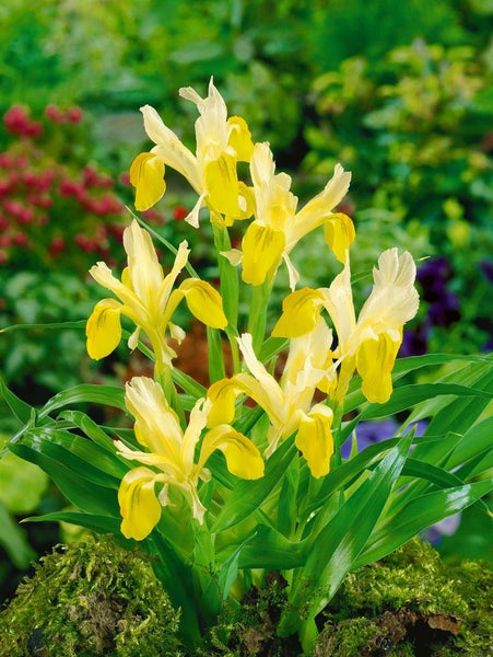 Iris bucharica, gelb-weiß, ca. 9x9 cm Topf
