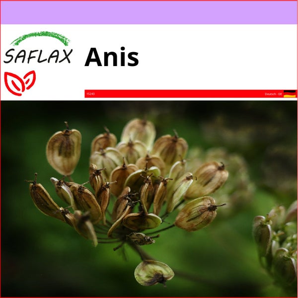 SAFLAX  - Anis - Pimpinella anisum - 200 Samen