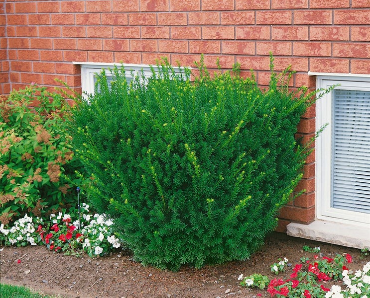 Immergrüner Strauch im Gartenbeet vor einer Backsteinmauer