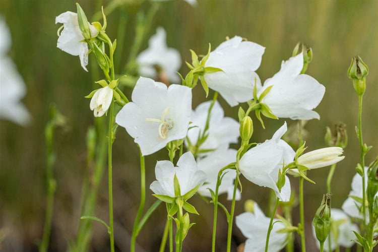 Campanula persicifolia 'Grandiflora Alba', Glockenblume, weiß, ca. 9x9 cm Topf