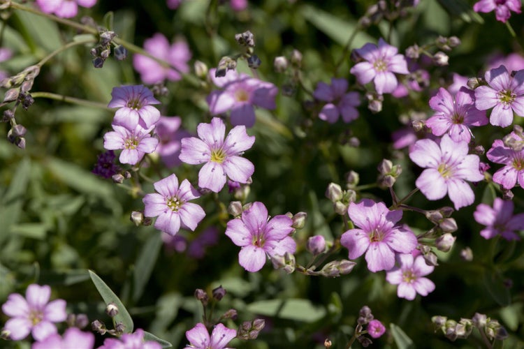 Gypsophila repens 'Rosea', Teppich-Schleierkraut, rosa, ca. 9x9 cm Topf