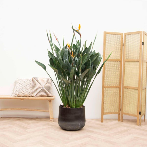 Paradiesvogelblume Reginae XXL - 200cm - ø50