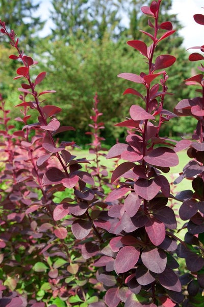 Berberis ottawensis 'Superba', Blutberberitze, rotlaubig, 40–60 cm