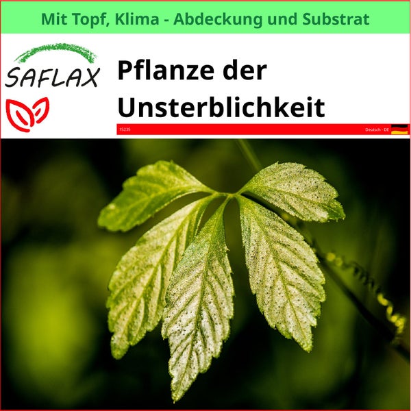 SAFLAX Garden to go - Pflanze der Unsterblichkeit - Gynostemma pentaphyllum - 30 Samen - Mit Topf, Klima - Deckel und Anzuchtsubstrat