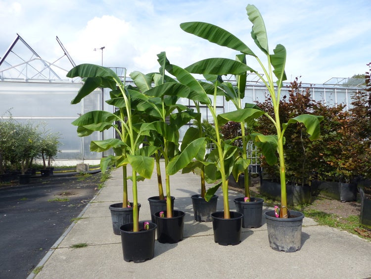 8 Stck Bananenstaude Banane Musa Basjoo 230 cm winterhart | HORNBACH
