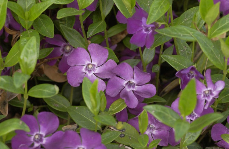 Vinca minor 'Rubra', Immergrün, rosa Blüten, ca. 9x9 cm Topf