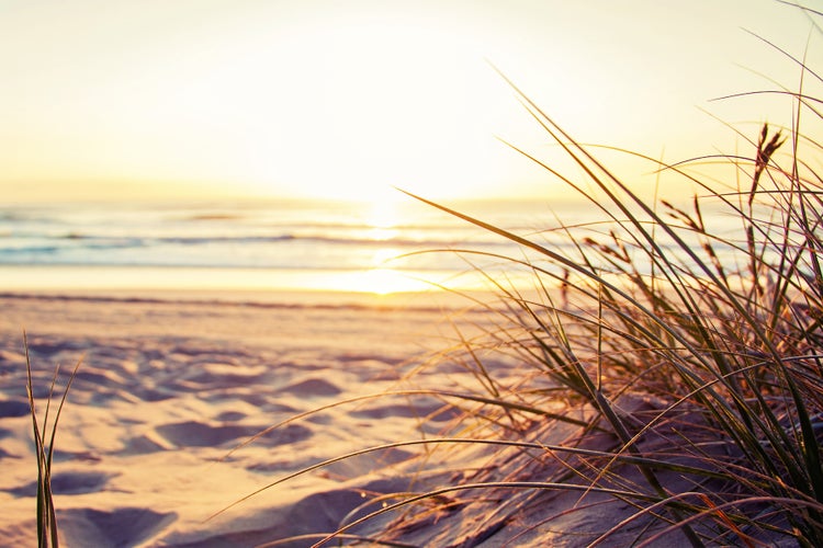 Strandhafer am Sandstrand bei Sonnenaufgang