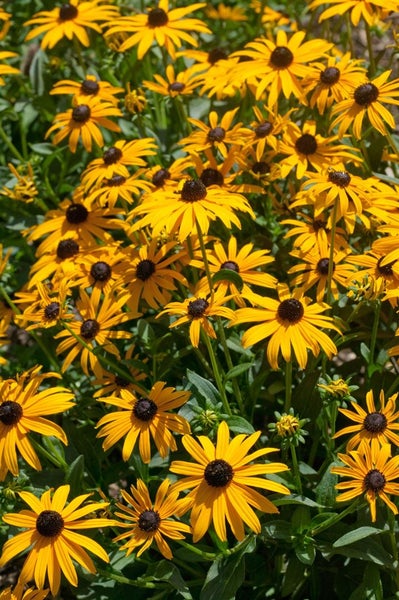 Rudbeckia fulgida 'Goldsturm', Sonnenhut, gelb, 2 Liter Container