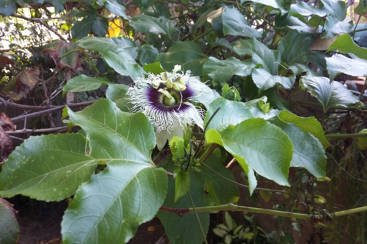 SAFLAX Anzucht Set - Passionsfrucht - Passiflora edulis - 40 Samen - Mit Mini-Gewächshaus, Anzuchtsubstrat und 2 Töpfen
