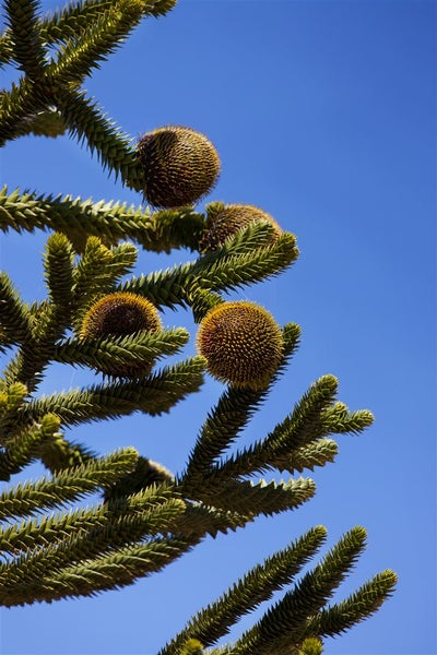 Nahaufnahme eines Astes einer Andentanne mit Zapfen vor blauem Himmel