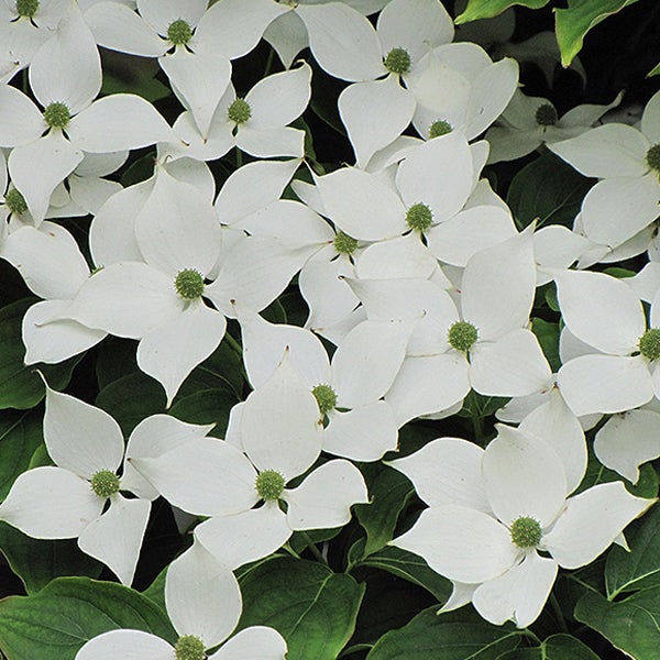 Blütenstand des Blumen-Hartriegels
