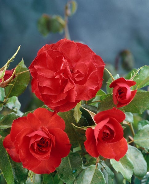 Rosa 'La Sevillana', Containerrose, leuchtend rot, 5-7,5 Liter Container