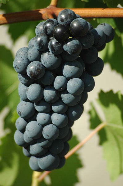 Eine Traube von dunklen Weinreben an einem Rebstock mit Blättern.