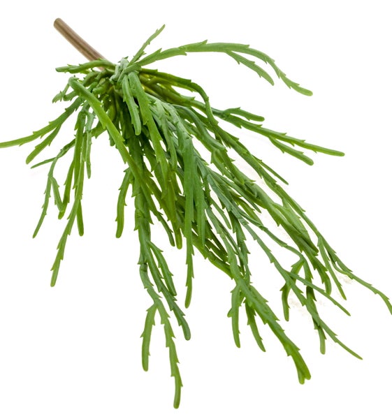 Künstliche Rhipsalis Hadrian auf Steckstab, grün, 35cm - Deko Hängepflanze - Kunst Sukkulente