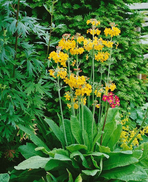 Primula bulleyana, Etagen-Primel, orange-gelb, ca. 9x9 cm Topf