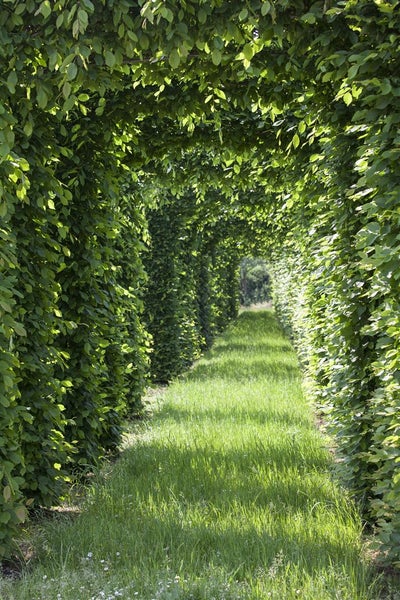 Gartenweg mit geschnittenen Hecken