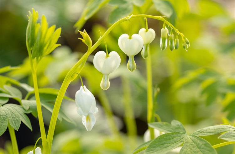 Dicentra spectabilis 'Alba', Tränendes Herz, weiß, ca. 9x9 cm Topf