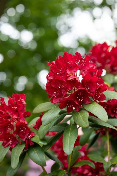 Nahaufnahme einer roten Rhododendronblüte mit grünen Blättern