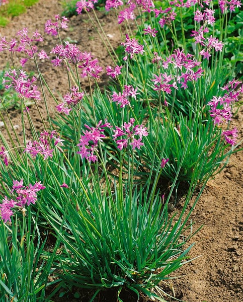 Tulbaghia violacea, Knoblauchgras, lila Blüten, ca. 9x9 cm Topf