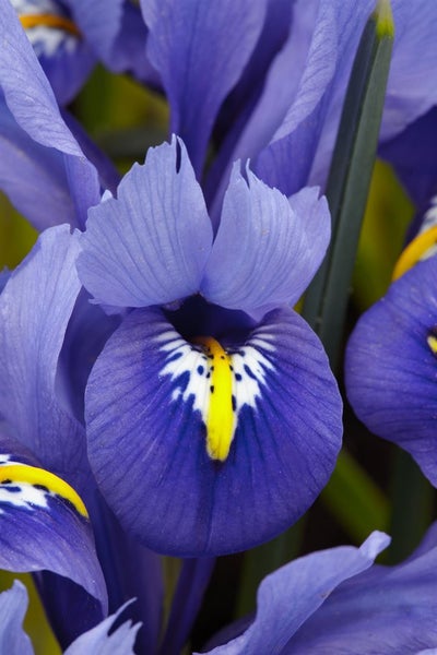 Iris reticulata 'Harmony', Zwerg-Iris, blau, ca. 9x9 cm Topf