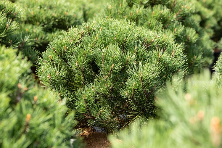 Pinus mugo 'Laurin', Bergkiefer, kompakt, 15–20 cm