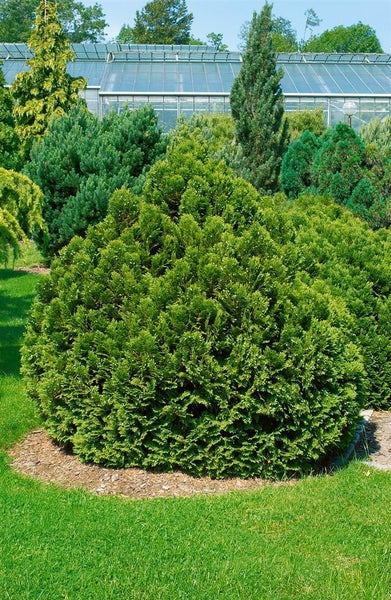 Chamaecyparis lawsoniana 'Minima Glauca', Zwergzypresse, blaugrün, 15–20 cm