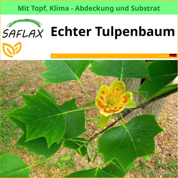 Echter Tulpenbaum von Saflax im Topf mit Klimaabdeckung und Substrat