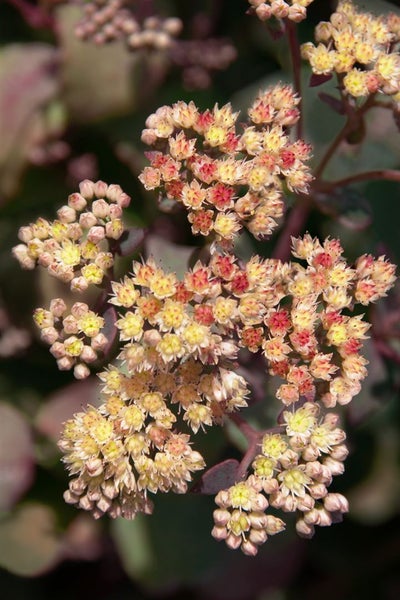 Detailaufnahme von Fetthenne-Blütenständen mit kleinen gelben und roten Blüten