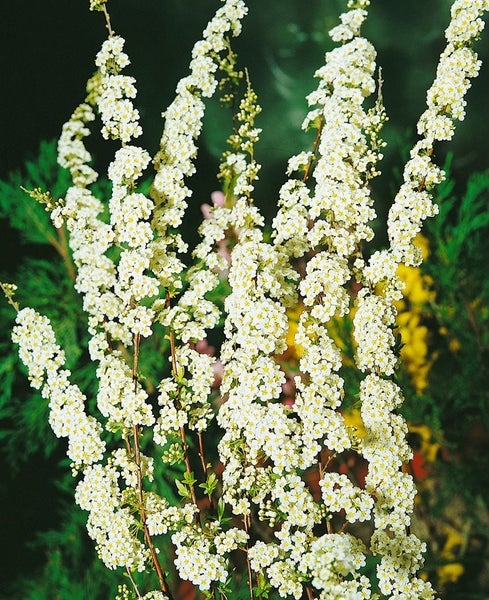 Blütenstände der Spiraea mit üppigen weissen Blüten