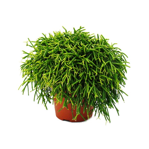 Rhipsalis baccifera Oasis - Korallenkaktus - im 12cm Topf - sukkulente Zimmerpflanze