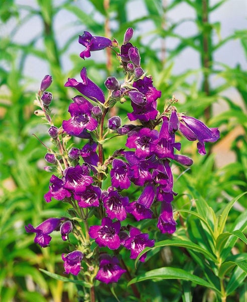 Aufnahme einer Bartfadenpflanze mit violetten Blüten