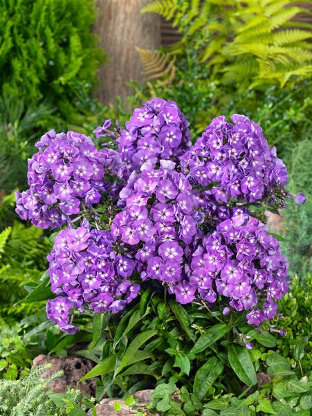 Phlox paniculata 'Purple Kiss', Flammenblume, lila, ca. 11x11 cm Topf