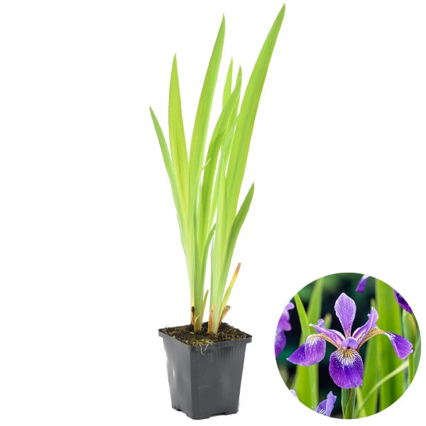 Iris 'Versicolor' – Wilde Schwertlilie – Teichpflanze – Winterhart – ⌀9 cm - ↕20-30 cm