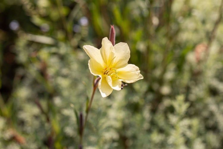 Oenothera odorata, Nachtkerze, duftend, ca. 9x9 cm Topf
