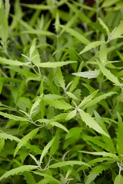 Caryopteris clandonensis 'Worchester Gold', Bartblume, goldlaubig, 30–40 cm