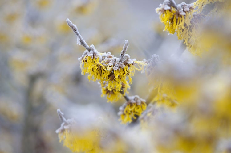 Hamamelis intermedia 'Barmstedt's Gold', Zaubernuss, gelb, 60–80 cm