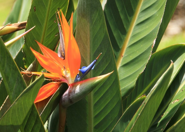 SAFLAX Garden to go - Paradiesvogelblume (reginae) - Strelitzia reginae - 5 Samen - Mit Topf, Klima - Deckel und Anzuchtsubstrat