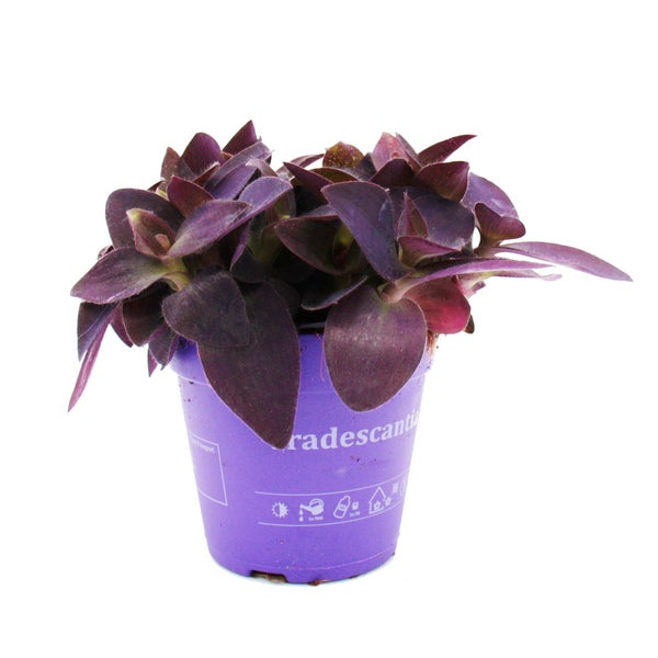 Zimmerpflanzen-Trio Purple Leaves Set mit 3 verschiedene Pflanzen mit lila Blättern Tradescantia Purple Passion Gynura Tradescantia pallida