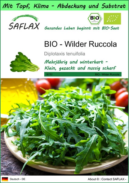 SAFLAX Garden to go - BIO - Wilder Ruccola - Diplotaxis tenuifolia - 1500 Samen - Mit Topf, Klima - Deckel und Anzuchtsubstrat
