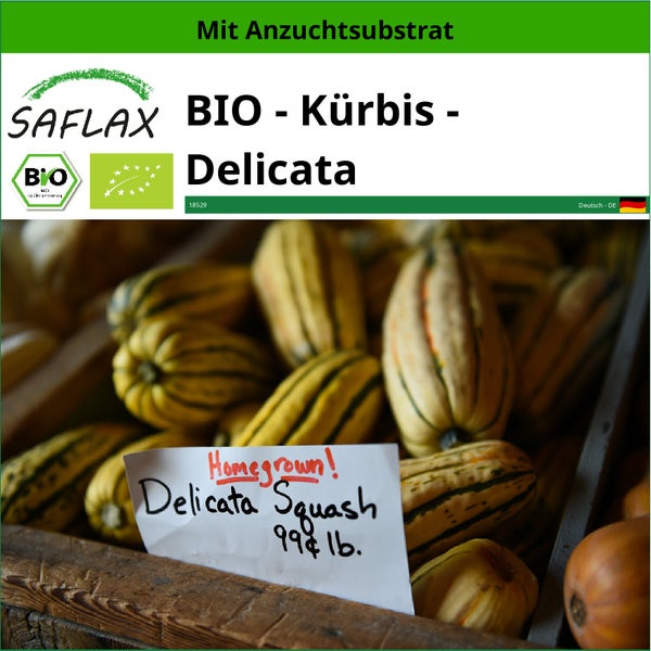 SAFLAX  - BIO - Kürbis - Delicata - Cucurbita pepo - 6 Samen - Mit keimfreiem Anzuchtsubstrat