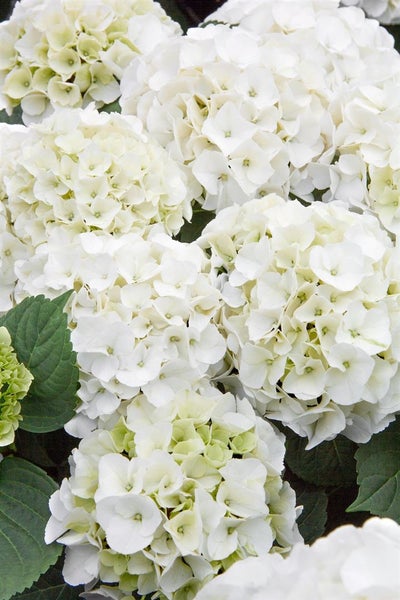Hydrangea macrophylla 'Bianco', Hortensie, weiß, 40–60 cm