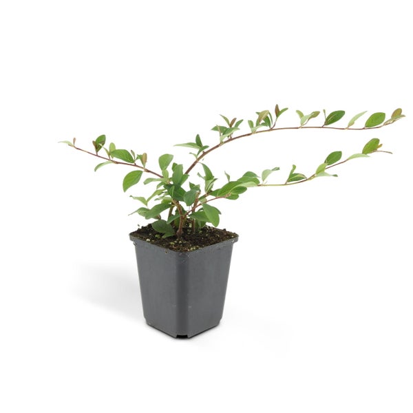 Bodendecker - Kriechmispel - Teppichmispel - Cotoneaster dammeri 'Major' - 9cm Topf - Set mit 20 Pflanzen